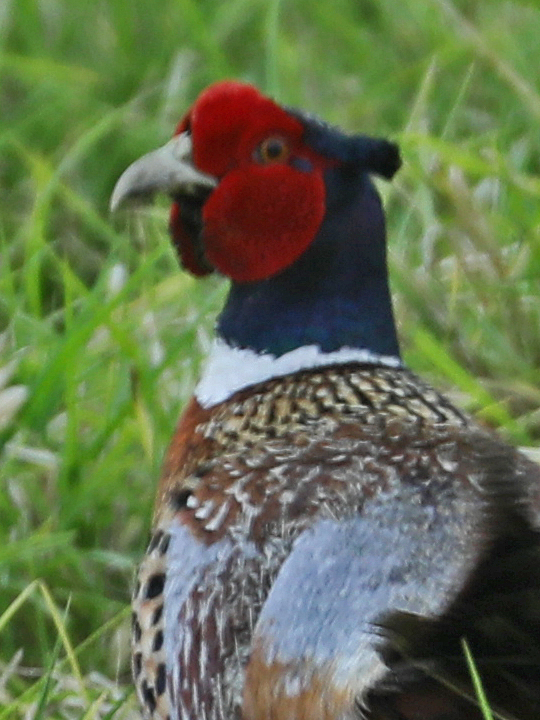 Ring-necked Pheasant RNEP