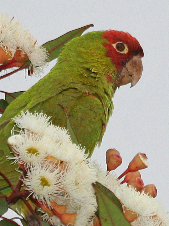 Red-masked Parakeet RMPA