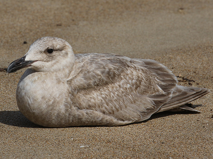 Glaucous-winged Gull GWGU