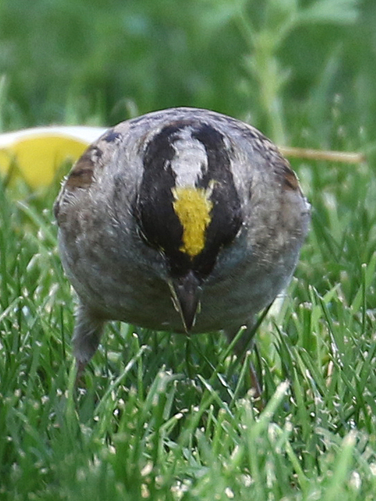 Golden-crowned Sparrow GCSP