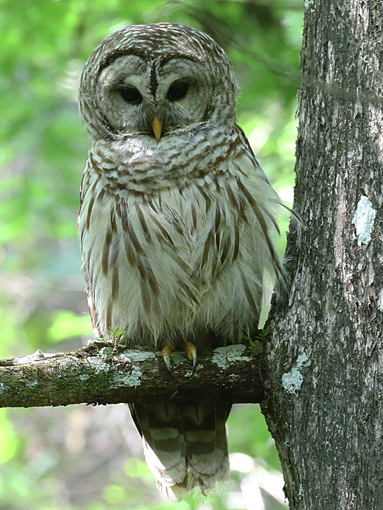 Barred Owl BADO