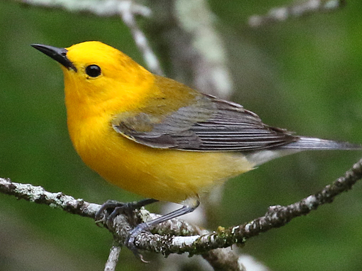 Prothonotary Warbler PROW