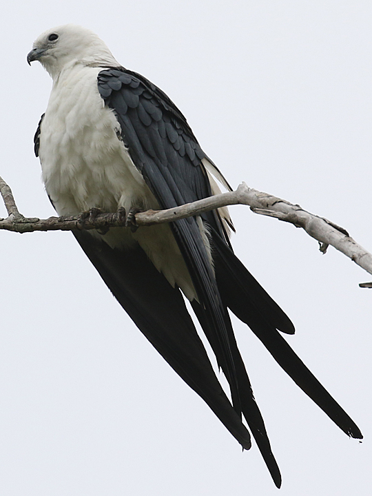 Swallow-tailed Kite STKI