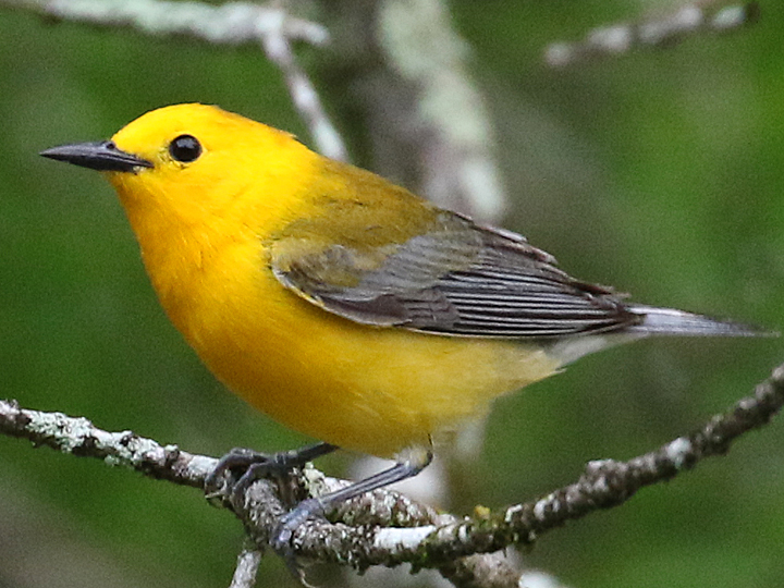 Prothonotary Warbler PROW