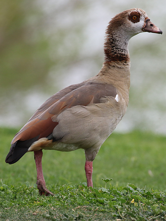 Egyptian Goose EGGO