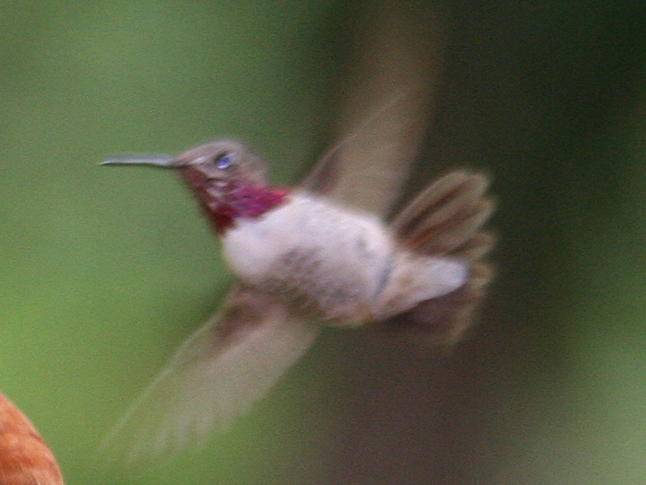 Calliope Hummingbird CAHU