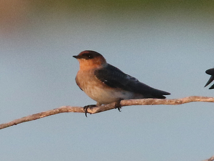 Cave Swallow CASW