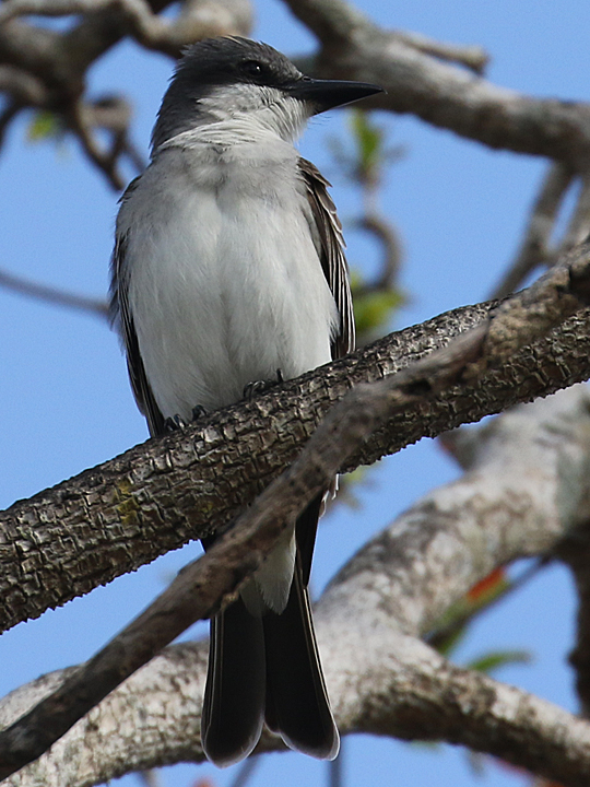 Gray Kingbird GRAK