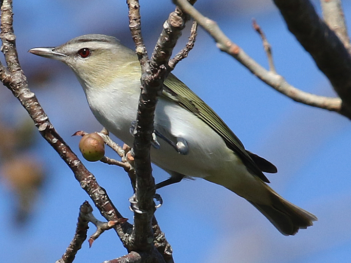 Red-eyed Vireo REVI