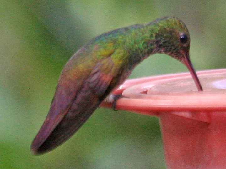 Berylline Hummingbird BEHU
