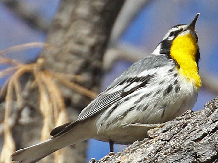 Yellow-throated Warbler YTWA