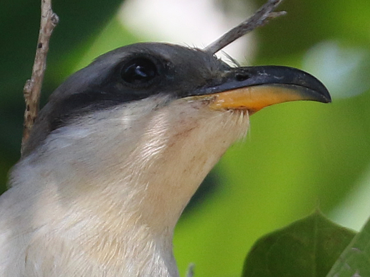 Mangrove Cuckoo MACU