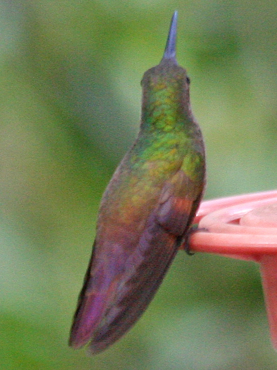Berylline Hummingbird BEHU