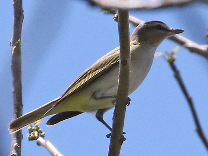 Red-eyed Vireo REVI