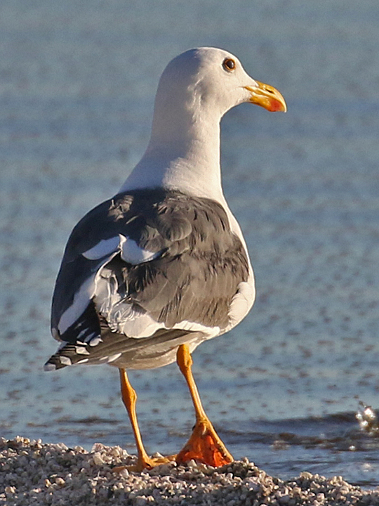 Yellow-footed Gull YFGU