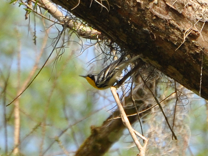 Yellow-throated Warbler YTWA