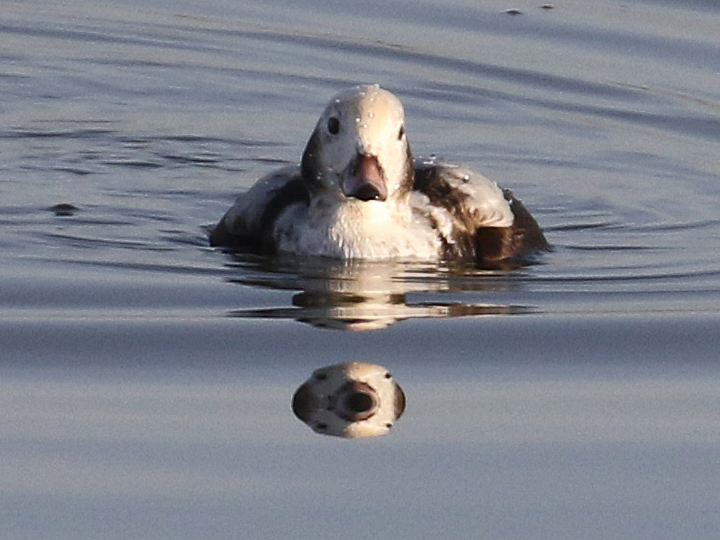 Long-tailed Duck LTDU