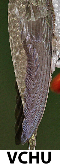 Violet-crowned Hummingbird VCHU
