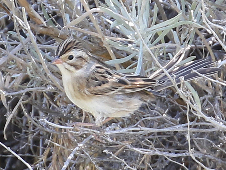 Clay-colored Sparrow CCSP