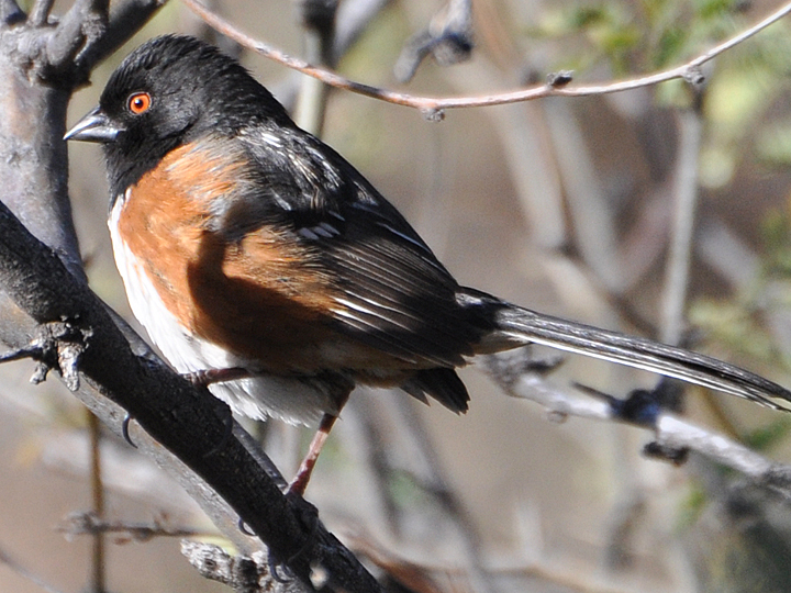Spotted Towhee SPTO