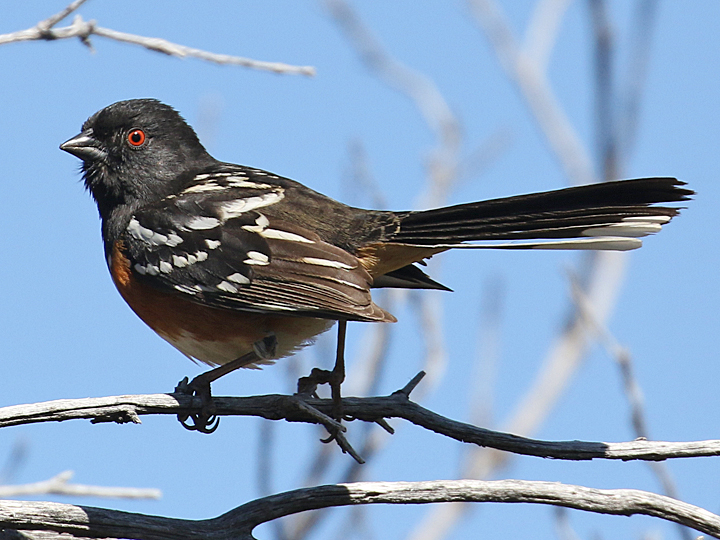 Spotted Towhee SPTO