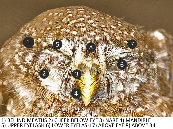 Northern Pygmy-Owl NOPO facial feather location