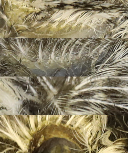 Northern Pygmy-Owl NOPO feather tracks