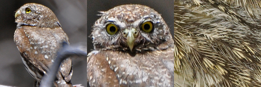 Northern Pygmy Owl NOPO