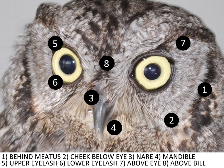 Western Screech-Owl WESO facial disc feather locations