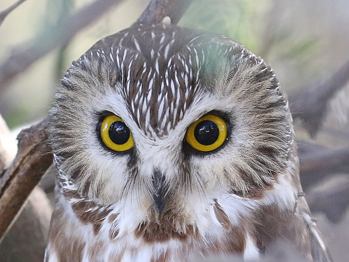 Northern Saw-whet Owl NSWO