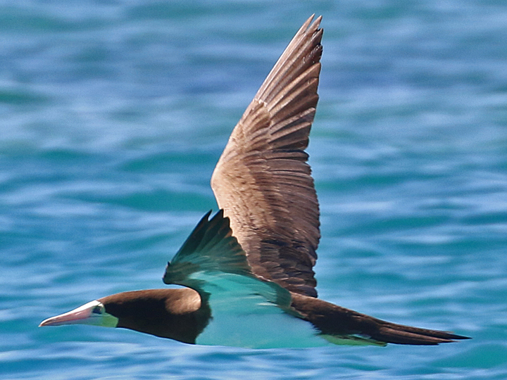 Brown Booby BRBO