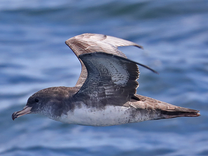 Pink-footed Shearwater PFSH