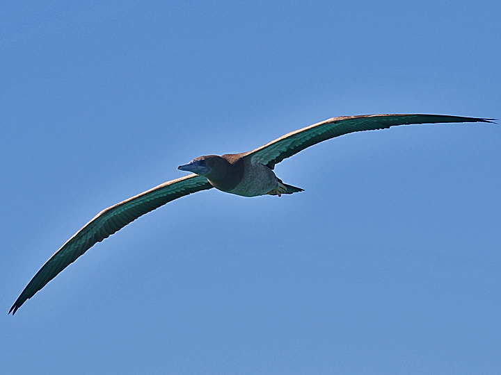 Brown Booby BRBO