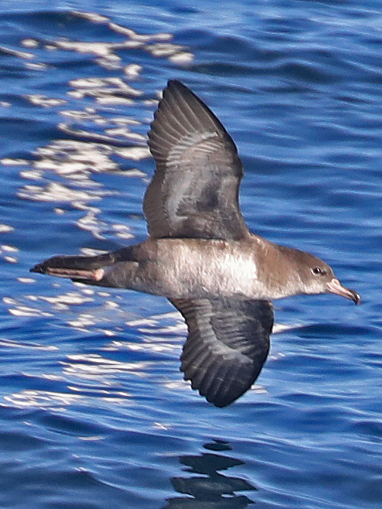 Pink-footed Shearwater PFSH