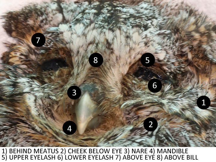 Flammulated Owl FLOW location of facial disk feathers