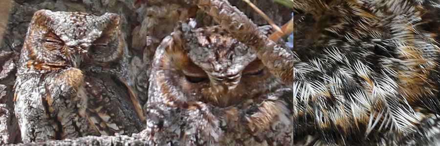 Flammulated Owl FLOW
