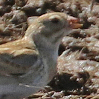 Chestnut-collared Longspur CCLO