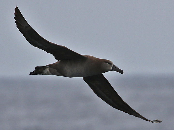 Black-footed Albatross BFAL