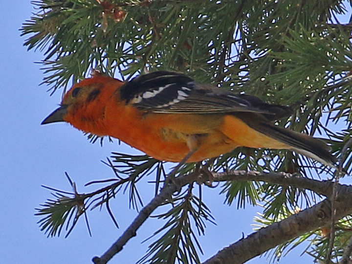 Flame-colored Tanager FCTA