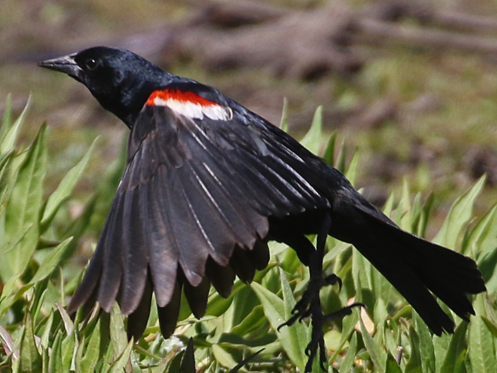 Tricolored Blackbird TRBL