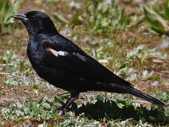 Tricolored Blackbird TRBL