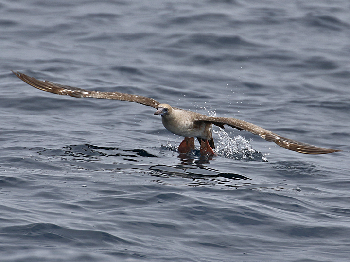 Red-footed Booby RFBO