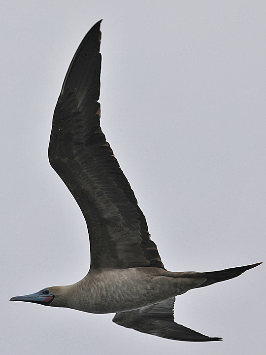 Red-footed Booby RFBO