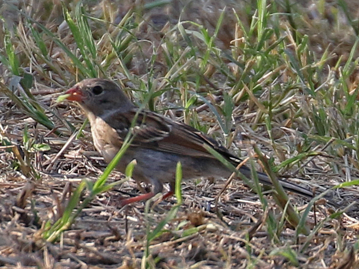 Field Sparrow FISP