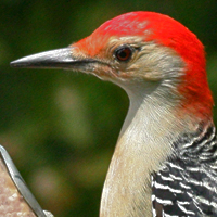 Red-bellied Woodpecker RBWO male