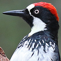 Acorn Woodpecker ACWO male