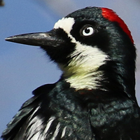 Acorn Woodpecker ACWO female