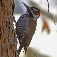 Arizona Woodpecker ARWO