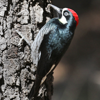 Acorn Woodpecker ACWO