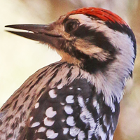 Ladder-backed Woodpecker LBWO male